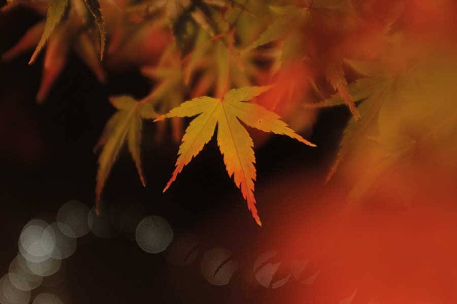 Herbst: Die beste Club-Saison